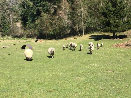 Agroturismo Caba�a Aliwen