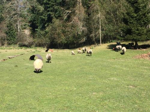 Agroturismo Caba�a Aliwen
