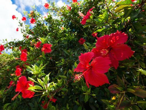 Hotel Sun Green Grass Ishigaki