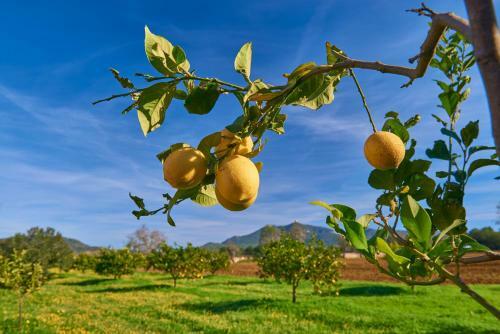 Agroturismo Son Capellot