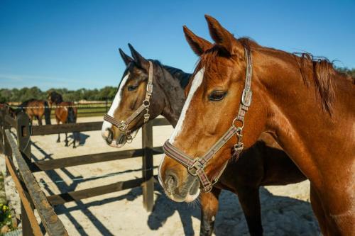 Agroturismo Vmg Horse Ranch