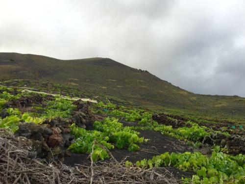 Papaya Houses II