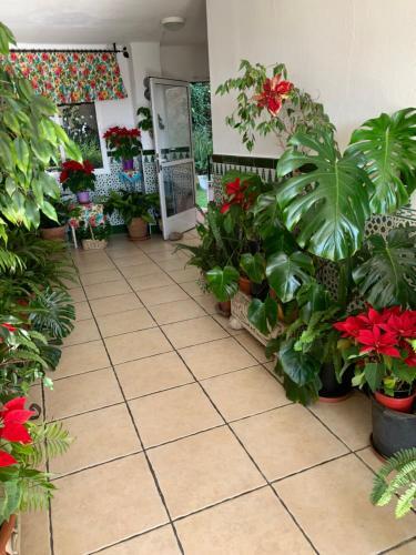 Apartamento Hawaii 17