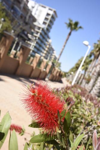 Apartamento Oropesa II