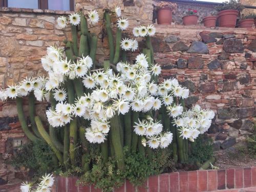 Agroturismo Mas Tomas