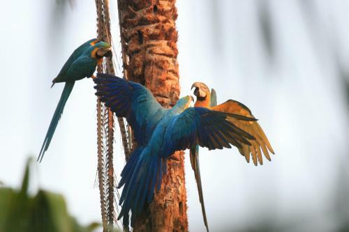 Albergue Ecoaventuras Amazonicas