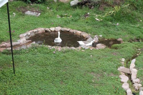 Eco Lodge Caba�as
