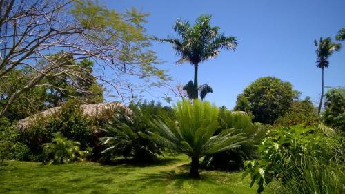 Hostal La Junglita