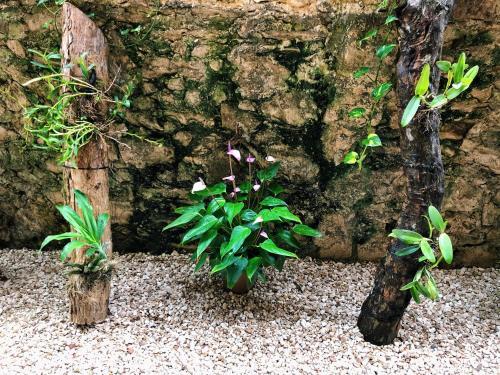 Hotel Boutique Jabin Tulum