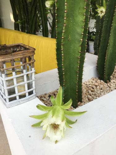 Villa Yaakunah Tulum Home
