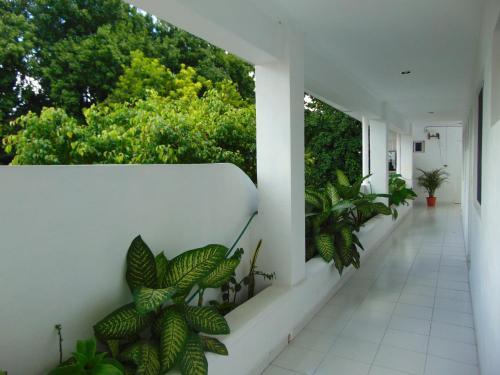 Bed & Breakfast Lib�lula Valladolid