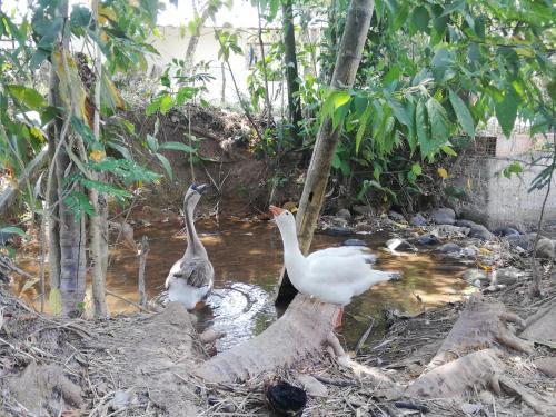 Agroturismo Pesebreras Pinto