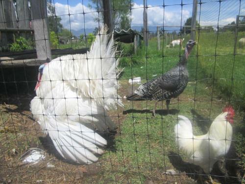Apartamento Hospedaje Granja La Libertad