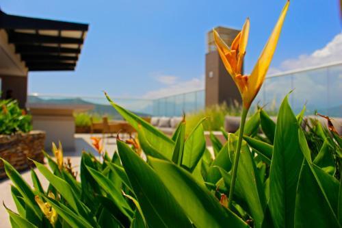 Apartamentos Suiteline Oceanfront