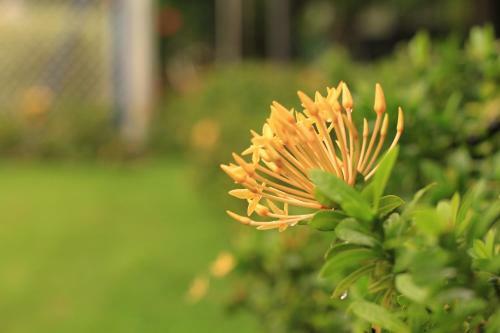 Hotel Campestre Saman Del Rio