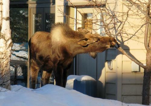Susitna Place B&B