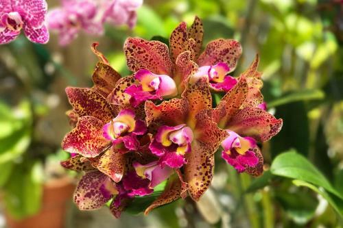 Four Flowers Guesthouse