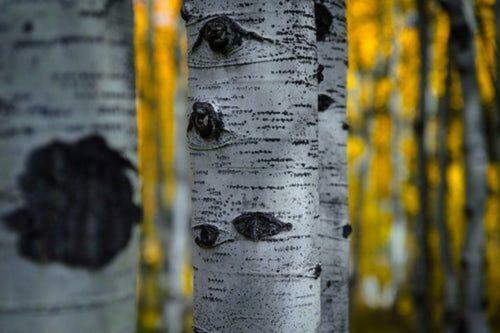 Aspen Grove Retreat Home