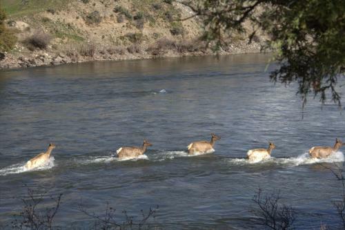 Yellowstone Park Riverfront Cabins