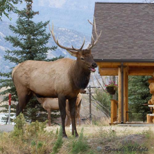 The Roosevelt Hotel - Yellowstone