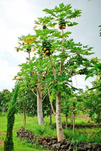 Hostal Banyan Tree Sanctuary Guest House