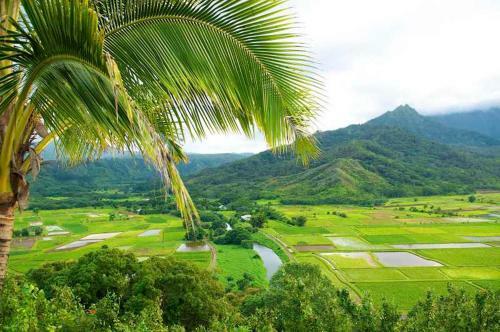 Apartamento Waipouli Beach Condo C201