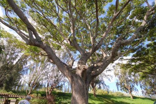 Ridge 1721 Gold Ocean View Villa