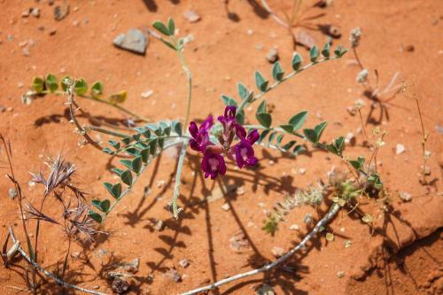 Red Sands Habitation #6