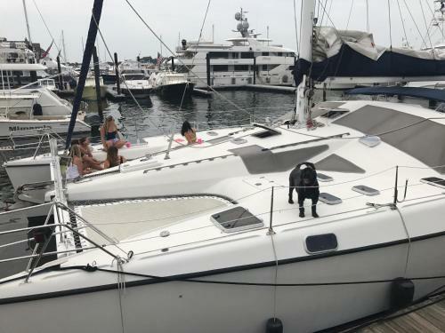 S/v Chaton Mouille'