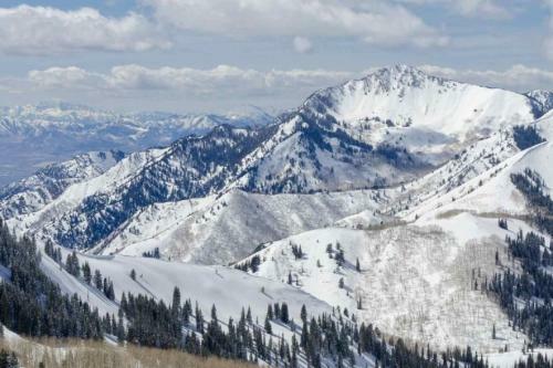 Deer Valley Black Bear
