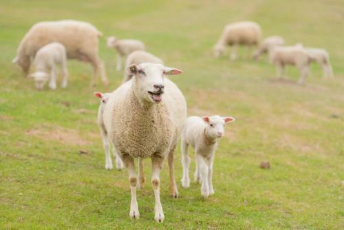 Posada R�ves De Moutons