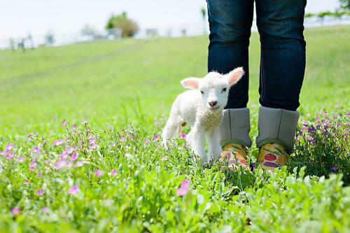 Posada R�ves De Moutons