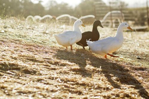 Posada R�ves De Moutons