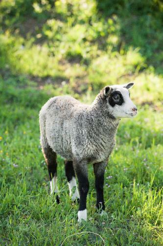 Posada R�ves De Moutons