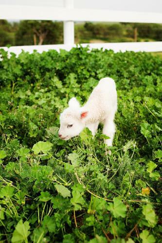 Posada R�ves De Moutons