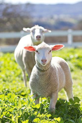 Posada R�ves De Moutons