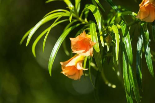Plantations At Princeville #322