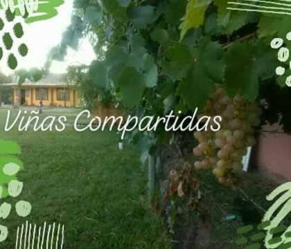 Vi�as Compartidas