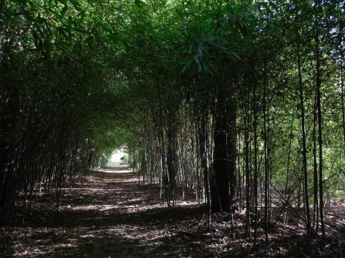 Caba�a Luz De Luna Delta Tigre