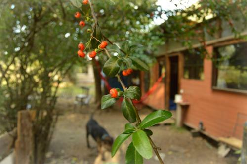 Casa En El Bosque
