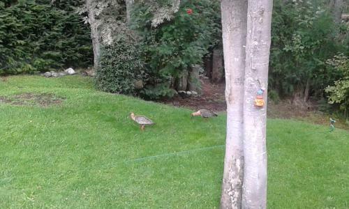 Caba�as Descanso Andino