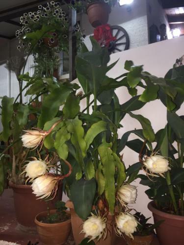 Apartamento Estia Vasilis Manoli