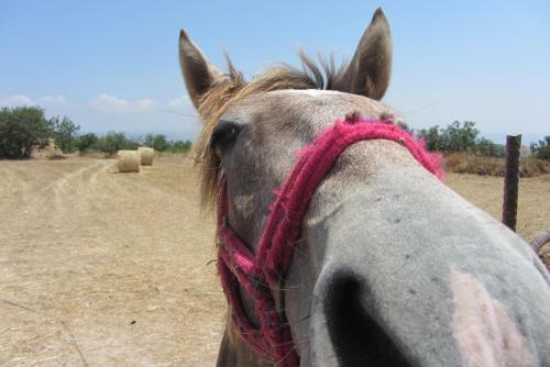 Hostal Pissouri Village House
