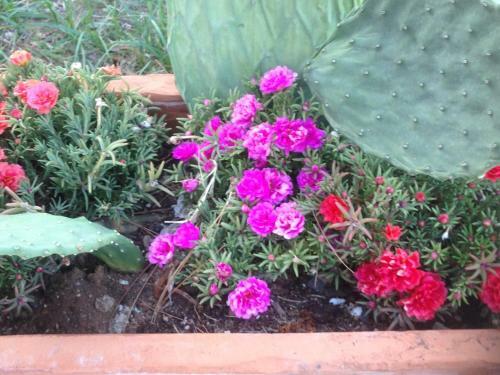 Bed & Breakfast Le Stanze Sul Mare