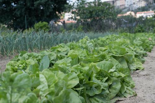 Agroturismo Podere I Gigli