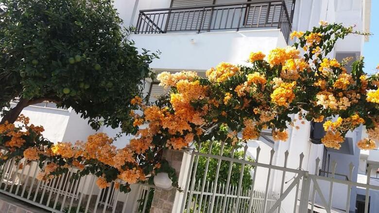 Hotel Apartments Kardamena Holidays