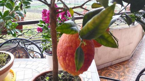 B&B Le Cycas