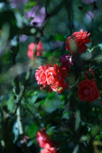 D�pendance Calafai