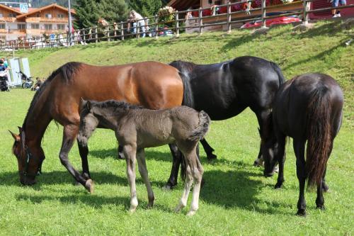 Agroturismo Agriturismo Malga Pi�