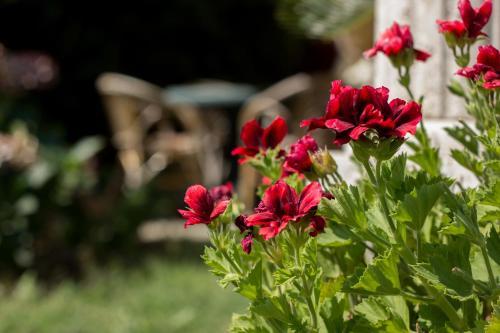 Bed & Breakfast Villa Donna Fausta